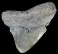 Juvenile Megalodon Tooth #56640-1